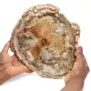 Fossile holzscheibe poliert - 0