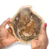 Fossile holzscheibe poliert - 0