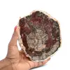 Fossile holzscheibe poliert - 0