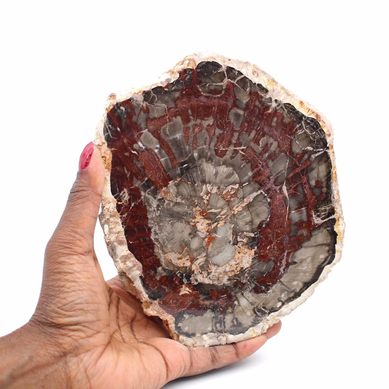 Fossile holzscheibe poliert