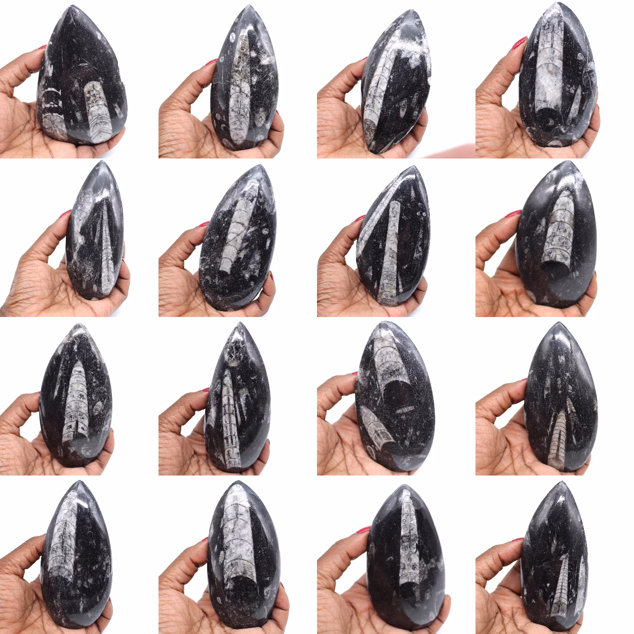 Poliertes orthocera-fossil