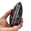 Marokkanische Orthoceras - 0