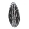 Marokkanische Orthoceras - 1
