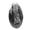 Orthoceras-Fossil - 1