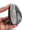 Fossile Orthoceras Marokko - 0