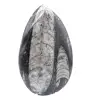 Fossile Orthoceras Marokko - 1