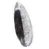 Fossile Orthoceras Marokko - 2