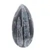 Fossile Orthoceras aus Marokko - 1