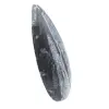 Fossile Orthoceras aus Marokko - 2