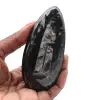Polierte fossile Orthoceras - 0