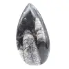 Marokkanische Orthoceras - 1