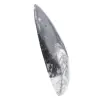 Marokkanische Orthoceras - 2