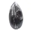Fossile Orthoceras - 1