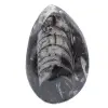 Fossile Orthoceras aus Marokko - 1