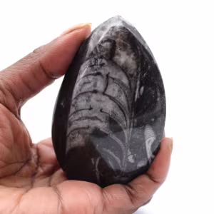 Fossile Orthoceras aus Marokko
