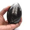 Orthoceras-Fossil Marokko - 0