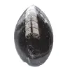 Orthoceras-Fossil Marokko - 1