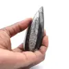 Fossile Orthoceras Marokko - 0