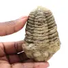 Trilobit aus Marokko - 0