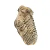 Trilobit aus Marokko - 3
