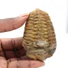 Trilobitenfossil - 0