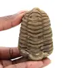Roher Trilobit - 0