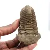 Trilobit - 0