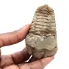 Fossiler Trilobit - 0