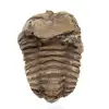 Fossiler Trilobit Marokko - 1