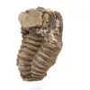 Fossiler Trilobit Marokko - 2