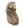Fossiler Trilobit Marokko - 3