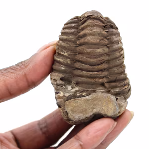 Fossiler Trilobit Marokko