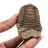 Fossiler Trilobit Marokko