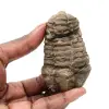 Trilobitenfossil aus Marokko - 0