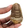 Roher Trilobit - 0