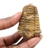 Roher fossiler Trilobit - 0