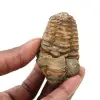 Roher Trilobit aus Marokko - 0