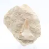 Fossiler Otoduszahn - 0