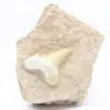 Otodus-Zahn aus Marokko - 0