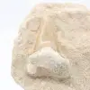 Fossiler Otoduszahn auf Gangart - 1