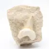 Fossiler Otoduszahn Marokko - 0