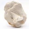 Fossiler Otoduszahn aus Marokko - 0