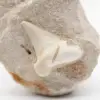 Fossiler Otoduszahn aus Marokko - 1