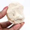 Fossiler Otoduszahn aus Marokko - 2