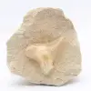 Otodus-Fossil Marokko - 0