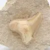 Otodus-Fossil Marokko - 1