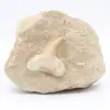 Otoduszahn auf Gangart - 0