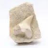 Fossiler Zahn auf Matrix - 0