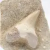 Fossiler Zahn auf Matrix - 1