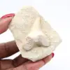 Fossiler Zahn auf Matrix - 2